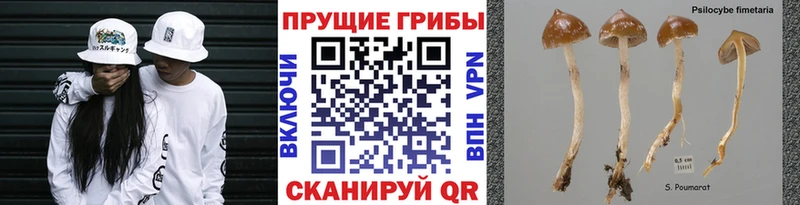 Галлюциногенные грибы Psilocybe  shop официальный сайт  Комсомольск-на-Амуре  купить наркотик 
